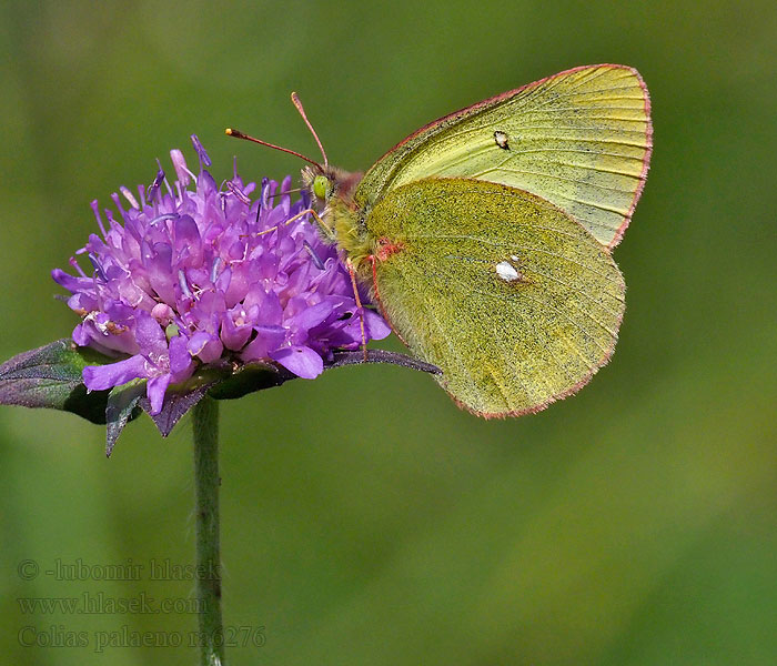 Colias palaeno