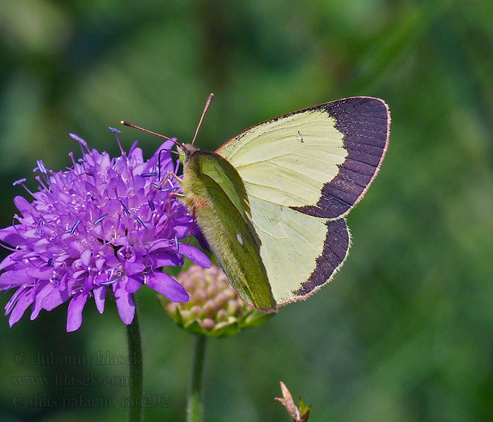 Colias palaeno