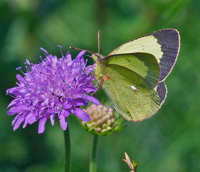 Colias palaeno