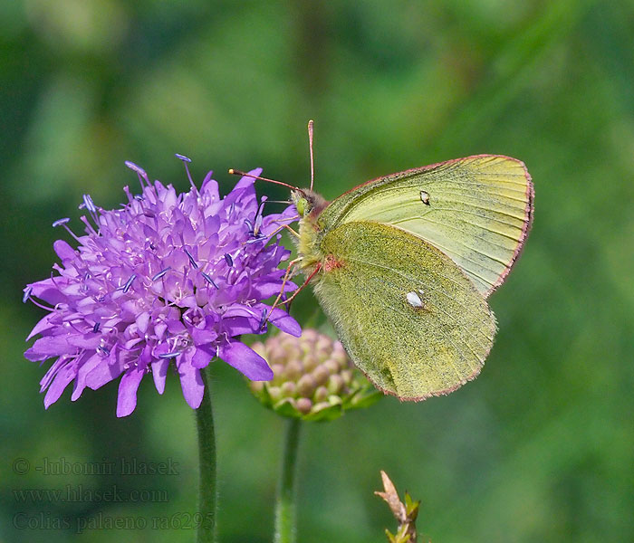 Colias palaeno