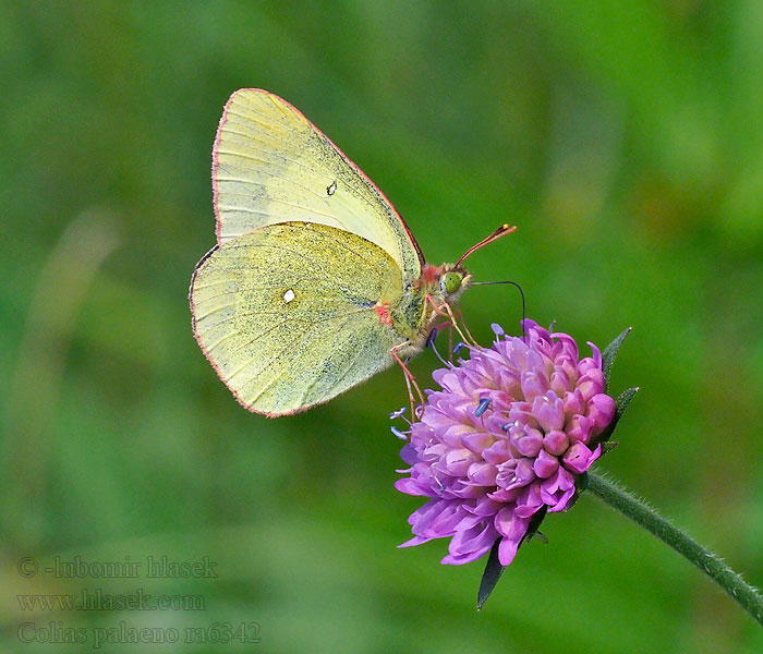 Жовтянка торф'яникова Colias palaeno