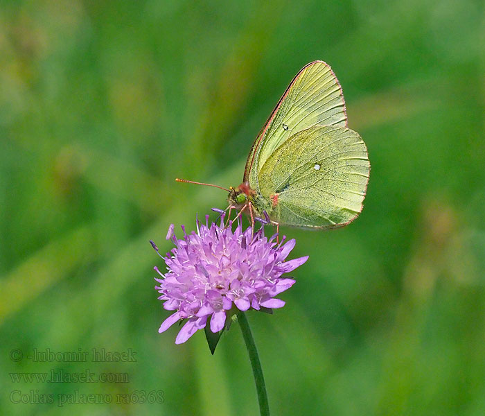 Myrgulvinge Colias palaeno