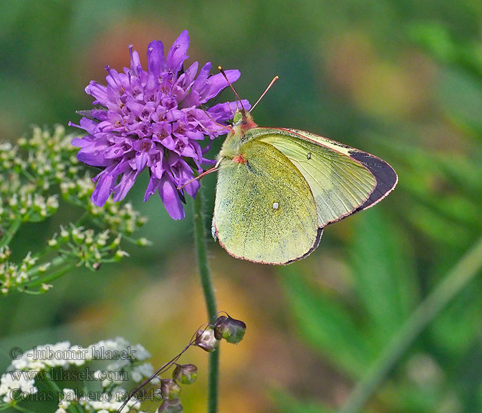 Pelkinis gelsvys Colias palaeno