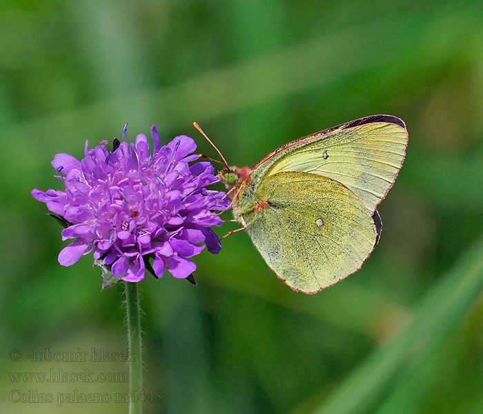 ミヤマモンキチョウ Colias palaeno