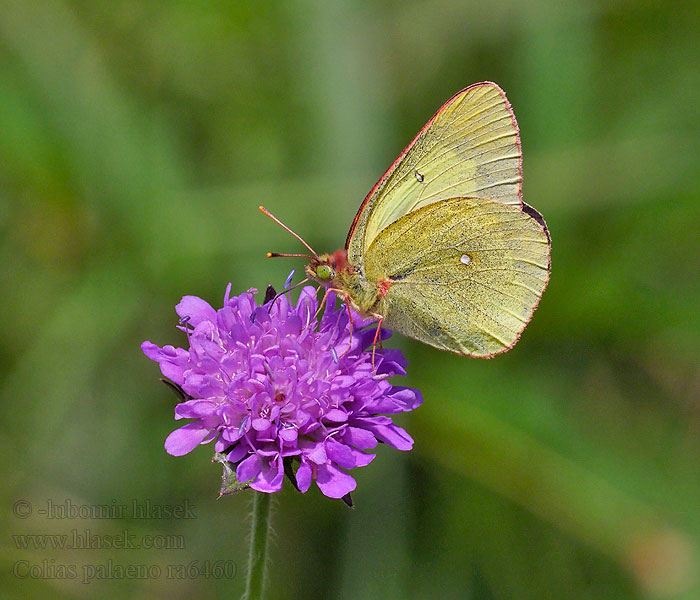 Veenluzernevlinder Colias palaeno