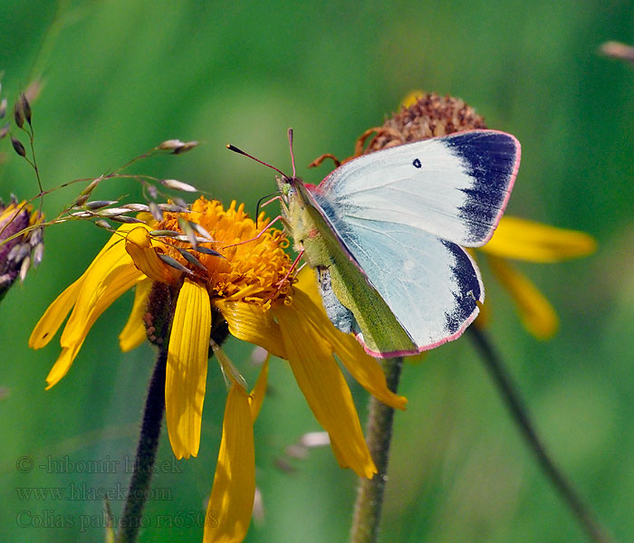 Suokeltaperhonen Colias palaeno