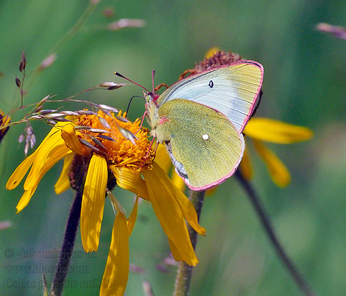 Mosehøsommerfugl Colias palaeno