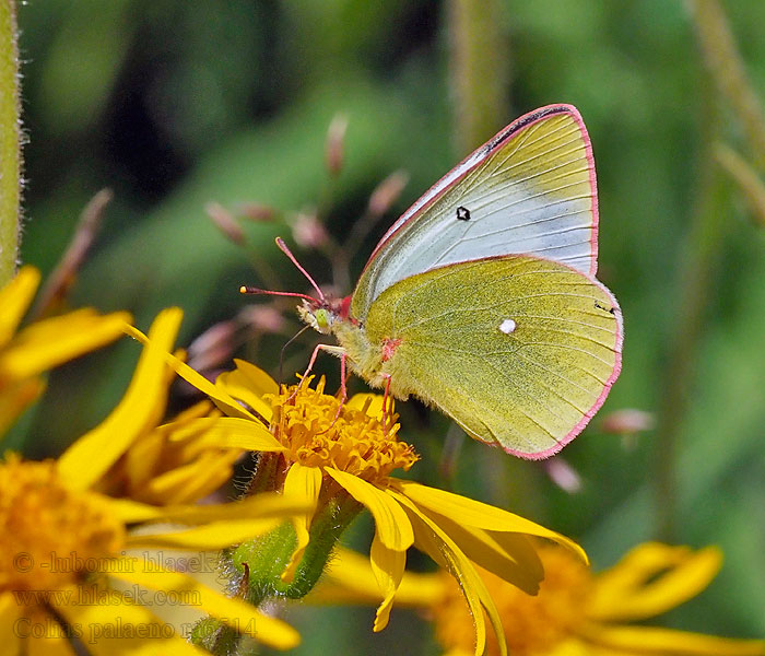 Желтушка торфяниковая торфянниковая Желтая торфяная Colias palaeno