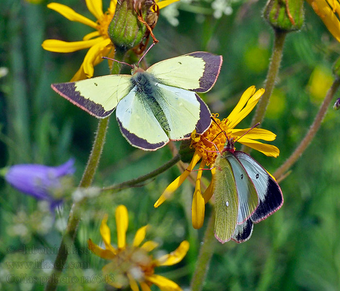 Szlaczkoń torfowiec Colias palaeno