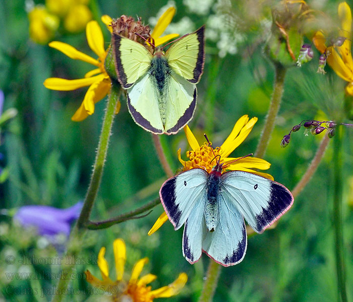 Hochmoorgelbling Colias palaeno