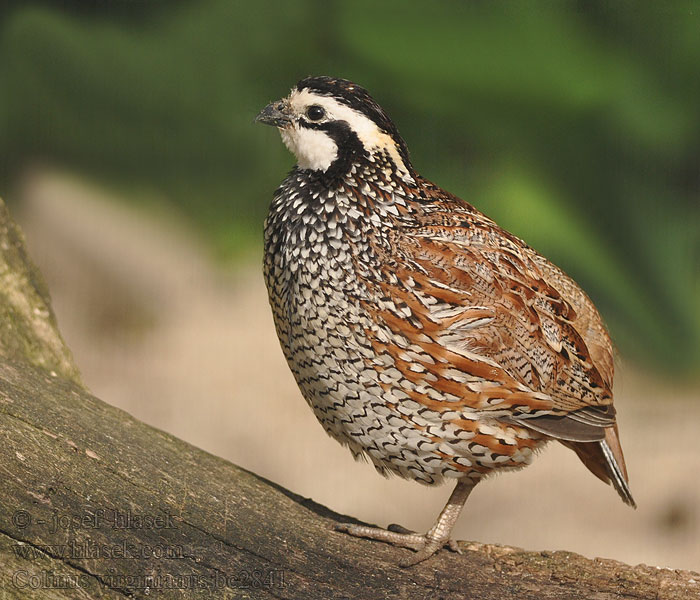 Colinus virginianus Colino Virginia コリンウズラ Bobwhite Nordkrattvaktel Przepiór wirginijski