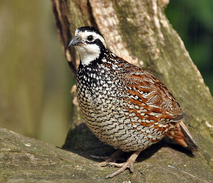 Colinus virginianus 山齿鹑 Křepel virginský Virginiawachtel Bobwhite Northern