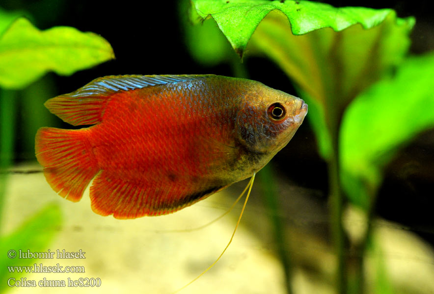 Colisa chuna Trichogaster Čichavec medový Honey Gourami هاني جرامي Hunajarihmakala Gourami miel Prętnik trójbarwny Medspalvis guramis Медовый гурами Honinggoerami Honninggurami ปลากระดี่แดง