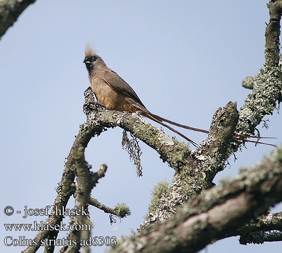 Colius striatus Speckled Mousebird Brun musefugl