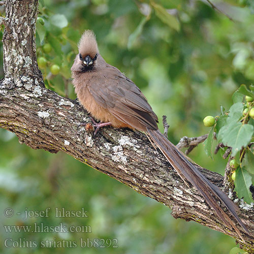 Speckled Mousebird Brun musefugl Hiiro täplähiiro