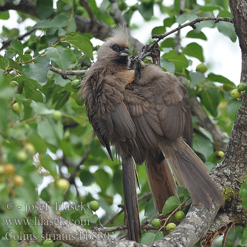 Brun musefugl Hiiro täplähiiro Coliou rayé Bruine muisvogel