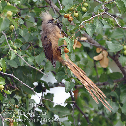 Bruine muisvogel Uccello topo macchiettato