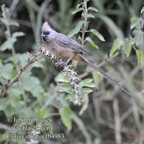 Egérmadár Braunflügel-Mausvogel Gestreifter Mausvogel