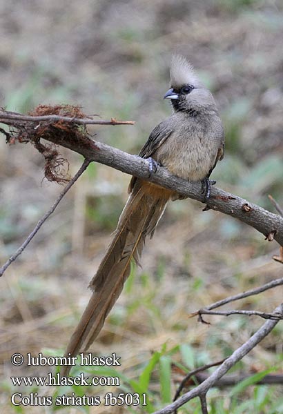 チャイロネズミドリ Rabo junco Полосатая