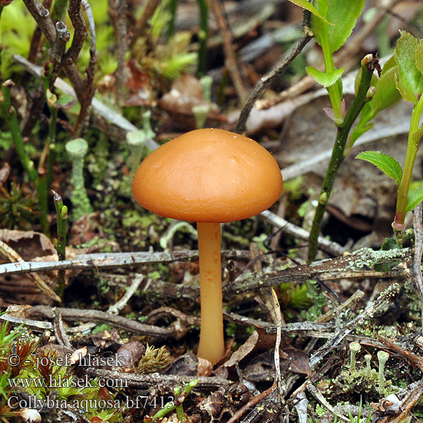 Collybia aquosa Gymnopus aquosus Penízovka vodnatá Bleg Fladhat Nuppijuurekas Collybie aqueuse Vroeg eikebladzwammetje Kølleflathatt Łysostopek wodnisty Коллибия водянистая Žleboroba korenovka Hellhütiger Waldfreund-Rübling Waldfreundblasssporrübling