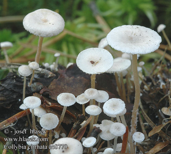 Collybia cirrhata Penzovka asnat Peniazovka tetinkat Pieniek drobniutki Piggyback Shanklet Hairy-rooted Collybia Silke-fladhat Collybie filiforme soyeuse Dwergcollybia Knollenloser Seidiger Sklerotienrbling Rbling Snylteflathatt Liten nagelskivling