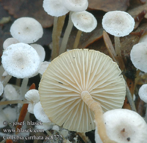 Collybia cirrhata Piggyback Shanklet Hairy-rooted Collybia Silke-fladhat Collybie filiforme soyeuse Dwergcollybia Knollenloser Seidiger Sklerotienrbling Rbling Snylteflathatt Liten nagelskivling Penzovka asnat Peniazovka tetinkat Pieniek drobniutki