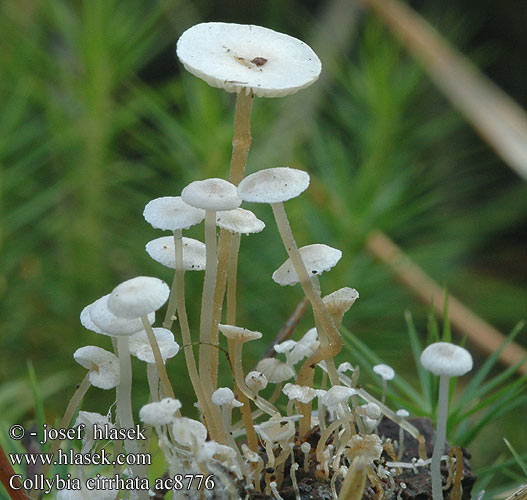 Collybia cirrhata Collybie filiforme soyeuse Dwergcollybia Knollenloser Seidiger Sklerotienrbling Rbling Snylteflathatt Liten nagelskivling Penzovka asnat Peniazovka tetinkat Pieniek drobniutki Piggyback Shanklet Hairy-rooted Collybia Silke-fladhat