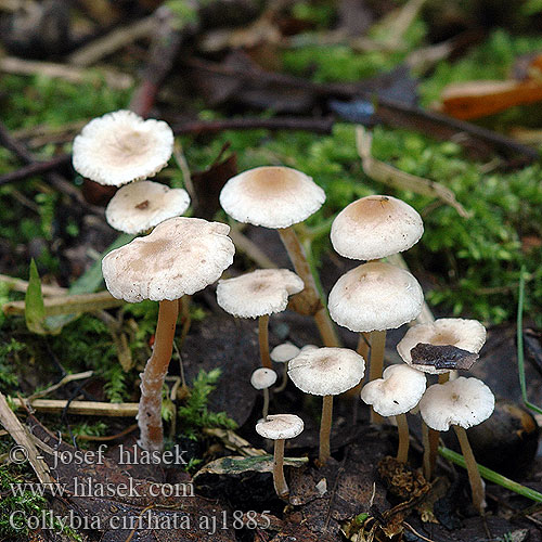 Collybia cirrhata Snylteflathatt Liten nagelskivling Penzovka asnat Peniazovka tetinkat Pieniek drobniutki Piggyback Shanklet Hairy-rooted Collybia Silke-fladhat Collybie filiforme soyeuse Dwergcollybia Knollenloser Seidiger Sklerotienrbling Rbling