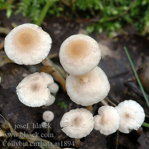 Collybia cirrhata Knollenloser Seidiger Sklerotienrbling Rbling Snylteflathatt Liten nagelskivling Penzovka asnat Peniazovka tetinkat Pieniek drobniutki Piggyback Shanklet Hairy-rooted Collybia Silke-fladhat Collybie filiforme soyeuse Dwergcollybia