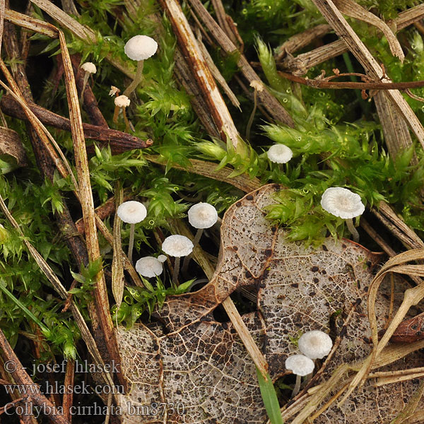 Collybia cirrhata bm8730