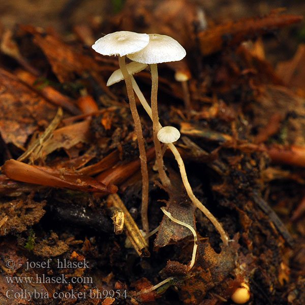 Collybia cookei Microcollybia Penízovka Cookeova Splitpea Shanklet Gelbknolliger Sklerotienrübling Keltapahkajuurekas Collybie Cooke Okerknolcollybia タマツキカレバタケ Gumós fülőke Gulknollet flathatt Pieniążek żółtobulwkowy Денежка Кука Peniazovka Cookova Cookova korenovka Gulknölig nagelskivling