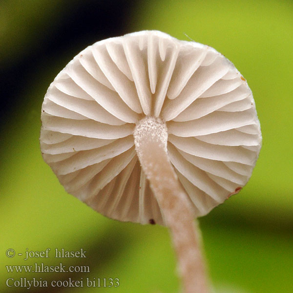 Collybia cookei bi1133