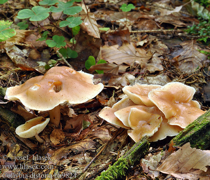 Collybia distorta Rhodocollybia prolixa Penízovka kroucená