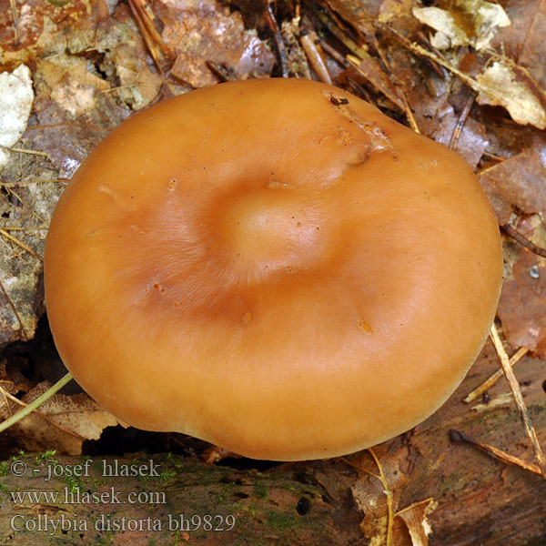 Kierrejalkajuurekas Collybie pied tordu Rossige collybia