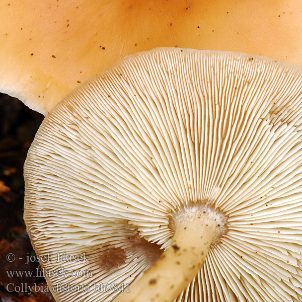 Collybia distorta bh9841