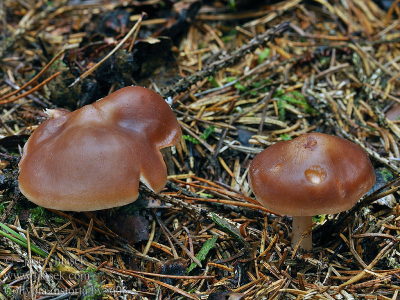 Collybia distorta Rhodocollybia prolixa Penízovka kroucená