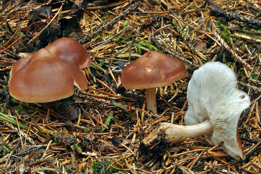 Collybia distorta Rhodocollybia prolixa Verdrehter Rübling