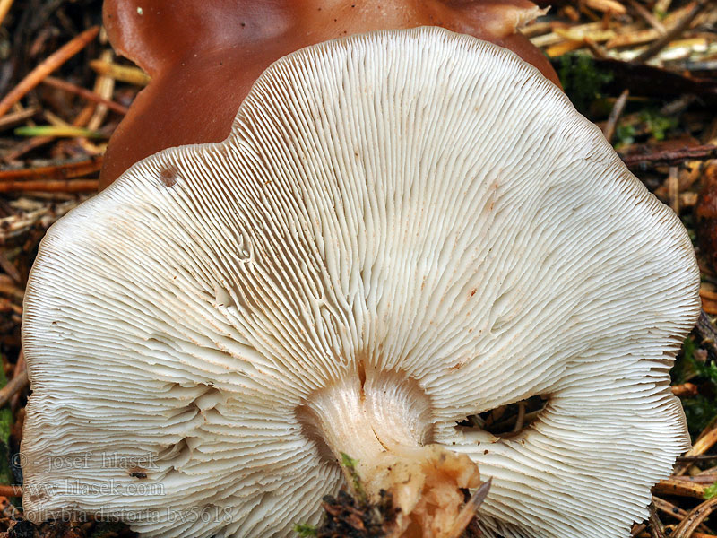 Collybia distorta Pieniążek pokręcony Snoet Fladhat