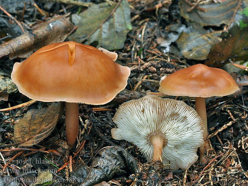 Verdrehter Rübling Collybia distorta