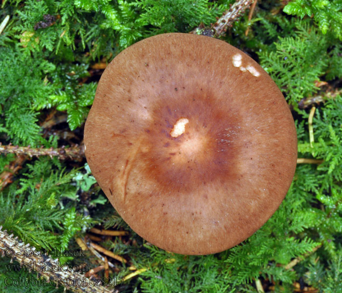 Collybia distorta