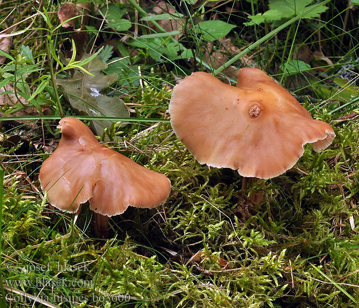 Collybia fusipes Gymnopus Penízovka vřetenonohá Spindelige Rübling