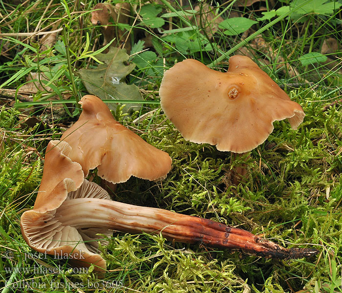 Spoelvoetcollybia Łysostopek wrzecionowatotrzonowy