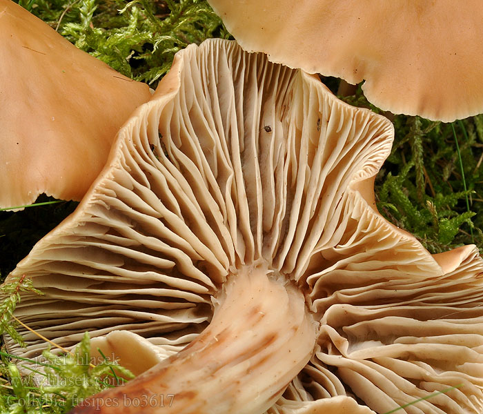 Collybia fusipes bo3617