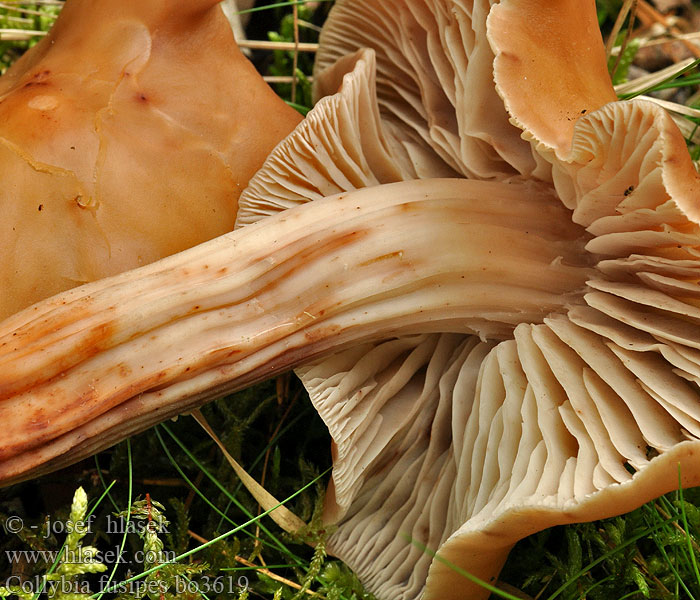 Collybia fusipes bo3619