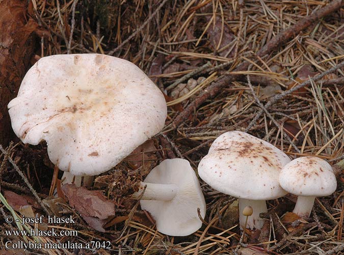 Collybia maculata Spotted Tough-Shank Plettet fladhat Rusotäpläjuurekas Collybie maculée Roestvlekkenzwam Foltos fülőke Gefleckter Rübling Pieniążek plamisty Peniazovka škvrnitá Penízovka skvrnitá Fläcknagelskivling Flekket flathatt Коллибия пятнистая アカアザタケ Pegasta korenovka