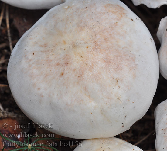 Penízovka skvrnitá Fläcknagelskivling Flekket flathatt Коллибия пятнистая アカアザタケ Pegasta korenovka Collybia maculata Spotted Tough-Shank Plettet fladhat Rusotäpläjuurekas Collybie maculée Roestvlekkenzwam Foltos fülőke Gefleckter Rübling Pieniążek plamisty Peniazovka škvrnitá