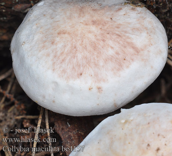 Collybia maculata be4157