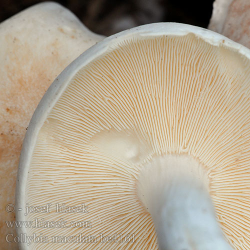 Collybia maculata be4161