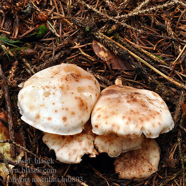 Collybia maculata bi0803