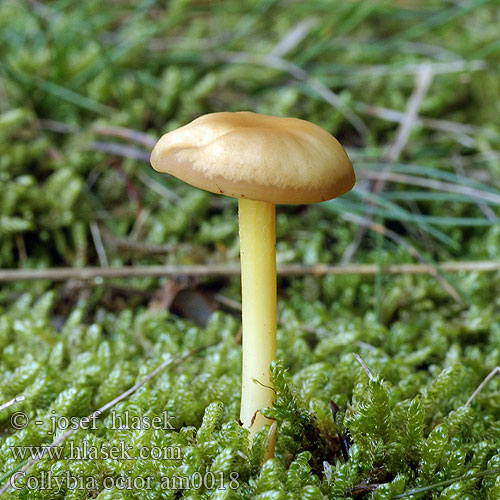 Collybia ocior Gymnopus succinea Penízovka srostlá